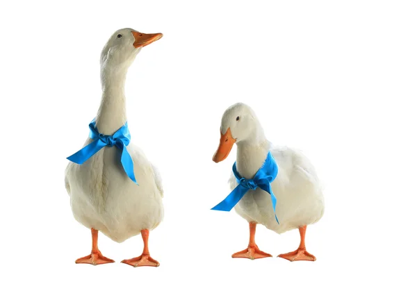 Dos patos blancos — Stockfoto