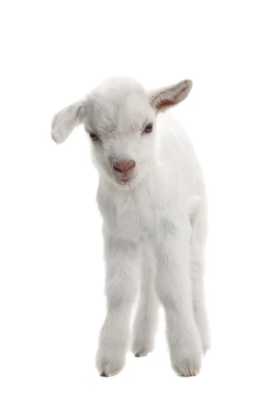 Cabrito de cabra (7 días) aislado en blanco —  Fotos de Stock