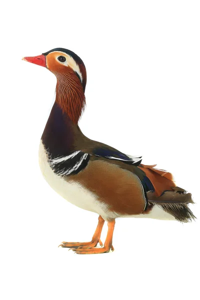 Samiec kaczka mandarynka — Zdjęcie stockowe