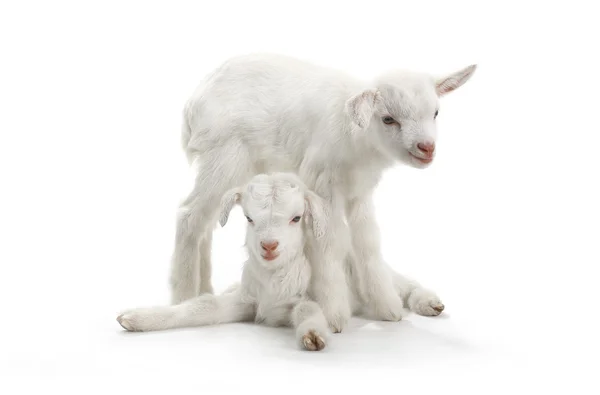 Dos cabritos de cabra (7 días) aislados en blanco —  Fotos de Stock