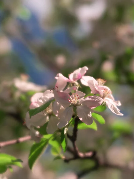 Blühender Baum, ein Apfel — Stockfoto