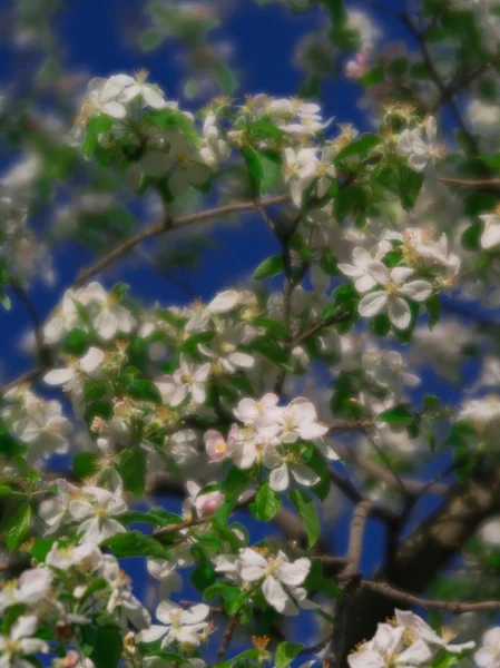 开花的树的苹果 — 图库照片