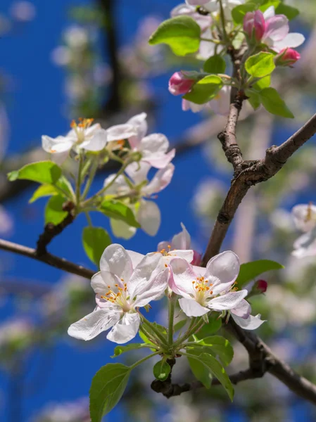 Blossoming tree an apple — Stock Photo, Image