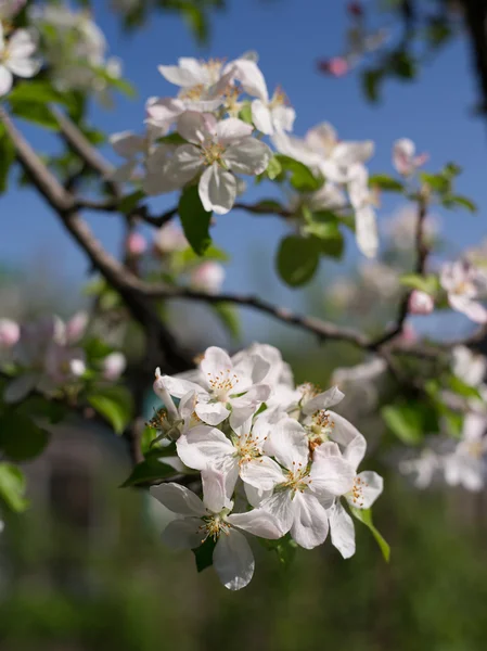 Blossoming tree an apple — Stock Photo, Image