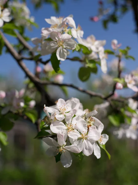 Árbol floreciente una manzana — Foto de Stock