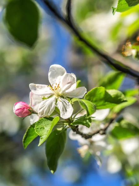 Árvore florescente uma maçã — Fotografia de Stock