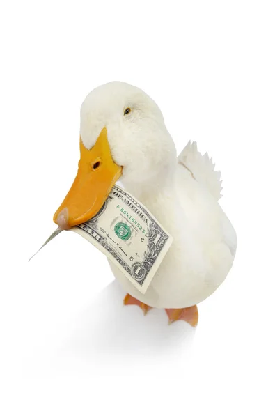 Pato com nota de dólar — Fotografia de Stock