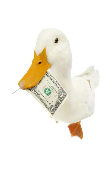Duck with a dollar banknote — Stock Photo, Image
