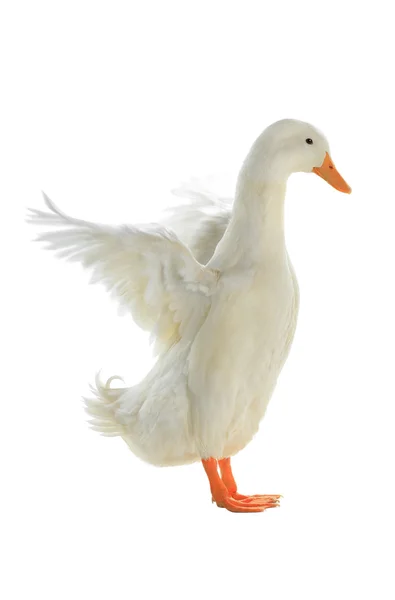 Duck with spread wings — Stock Photo, Image