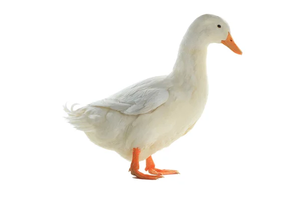 白色背景的鸭子 — 图库照片