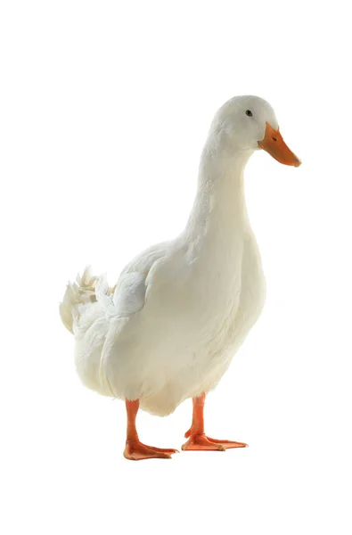 Duck on a white background — Stock Photo, Image