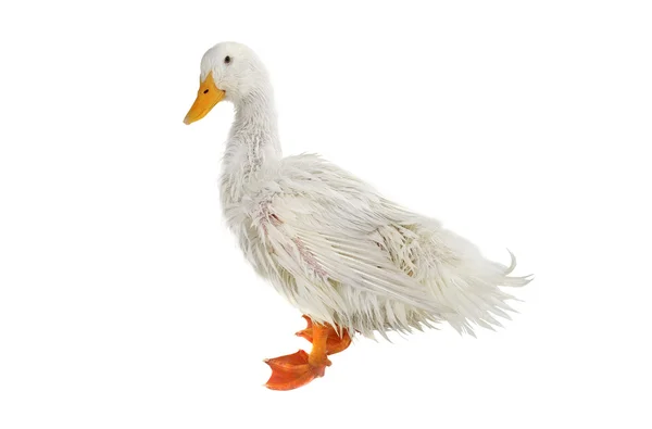 Pato sobre um fundo branco — Fotografia de Stock