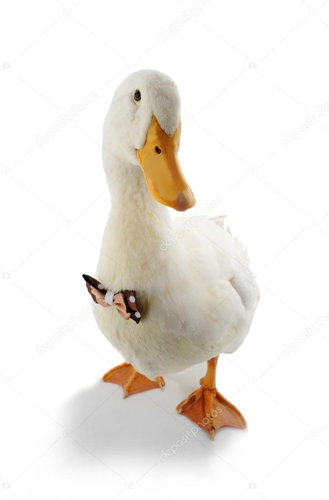 Duck With A Bowtie White Background Stock Photo By C Bazil 109121018