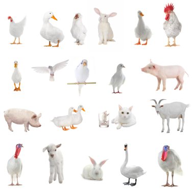 beyaz zemin üzerinde hayvancılık