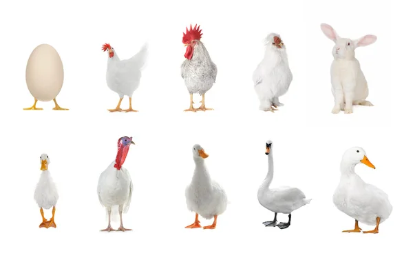 Livestock on a white background — Stock Photo, Image