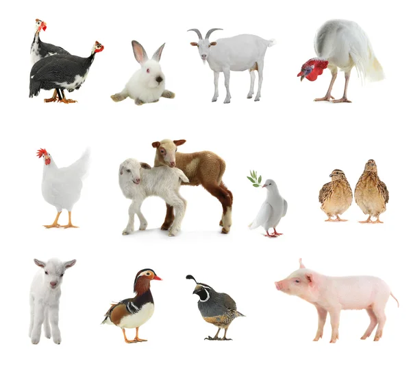 Livestock on a white background — Stock Photo, Image