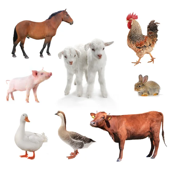 Livestock on a white background — Stock Photo, Image