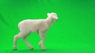 bir yeşil küçük koyun