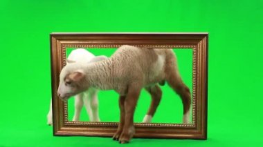 bir yeşil iki küçük koyun