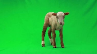 bir yeşil küçük koyun