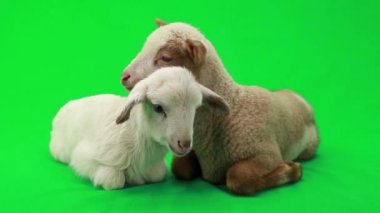 bir yeşil iki küçük koyun 