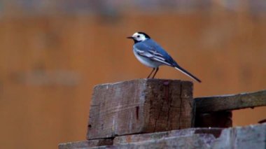 Beyaz kuyruksallayan