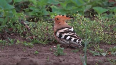 ibibik. Kuşların ÖTÜŞÜ