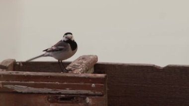 Beyaz kuyruksallayan