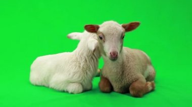 bir yeşil iki küçük koyun 