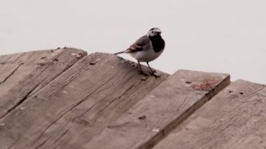 Beyaz kuyruksallayan