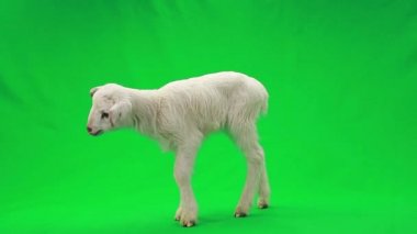 bir yeşil küçük koyun