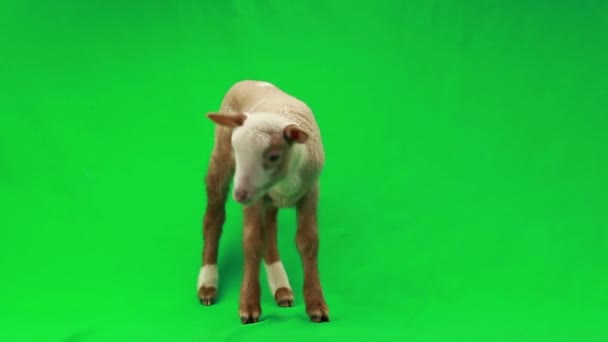 Pequeña oveja en un verde — Vídeo de stock