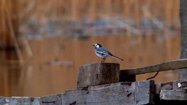 A White Wagtail — Stock Video