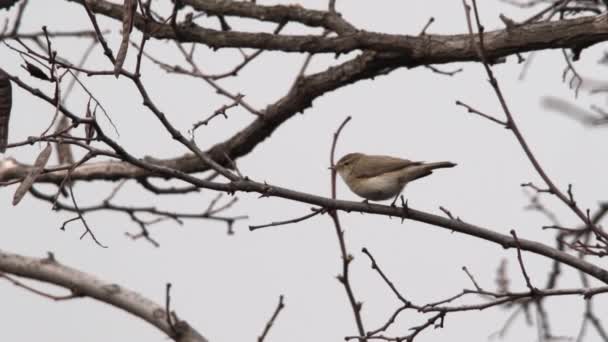 Un giardino Warbler — Video Stock