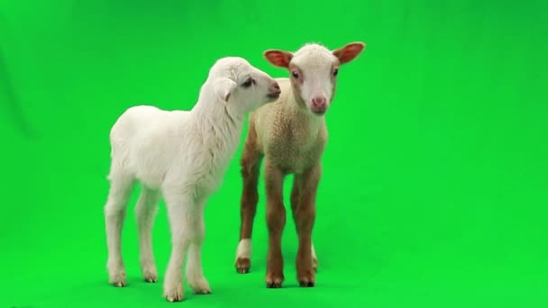 Duas ovelhas pequenas em um verde — Vídeo de Stock