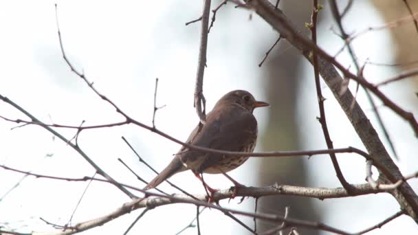 A Song Thrush — Stock Video