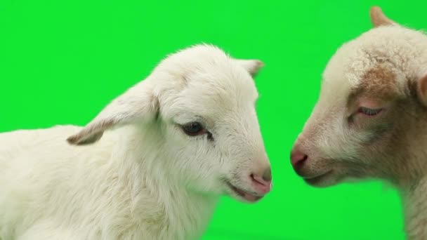 Two little sheep on a green — Stock Video