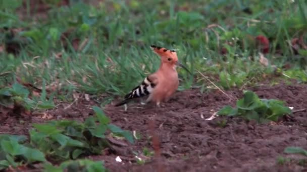 Ibibik. Kuşların ÖTÜŞÜ — Stok video