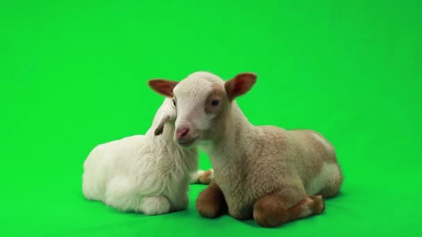 Twee kleine schapen op een groen — Stockvideo