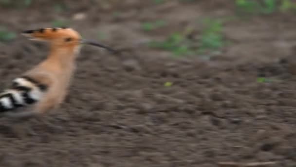 Hoopoe. Bernyanyi burung — Stok Video