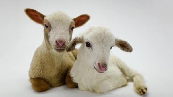 Duas ovelhas pequenas em um branco — Vídeo de Stock