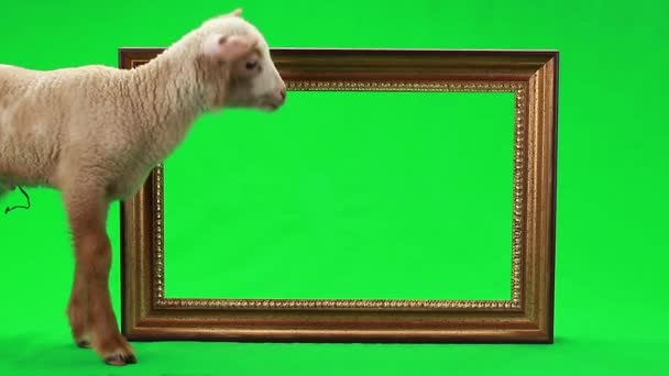 Petit mouton sur un vert — Video