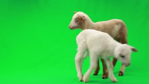 Zwei kleine Schafe auf einem grünen — Stockvideo