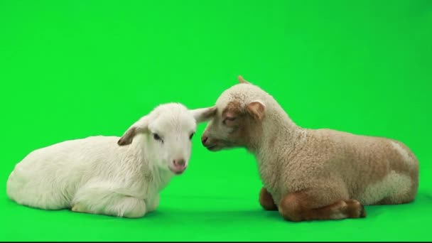 Zwei kleine Schafe auf einem grünen — Stockvideo