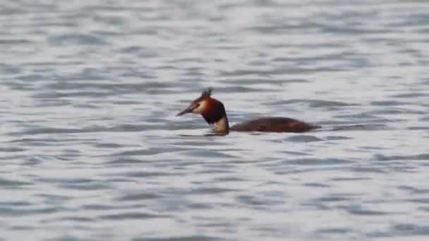 Gran Grebe Crestado — Vídeos de Stock