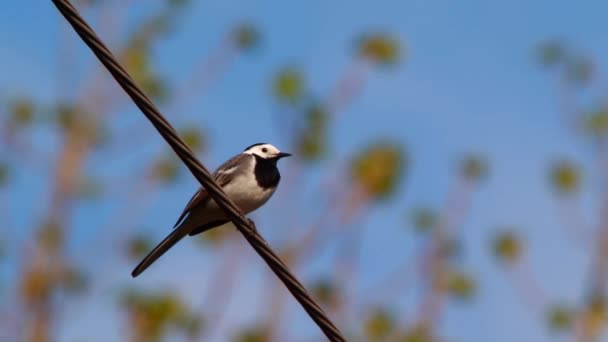 une queue d'aigle blanche 