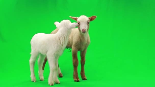 Две маленькие овцы на зеленом — стоковое видео
