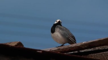 Beyaz kuyruksallayan