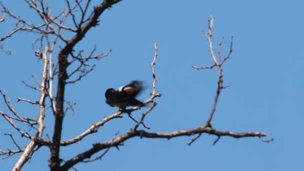 Slikken in het hout — Stockvideo