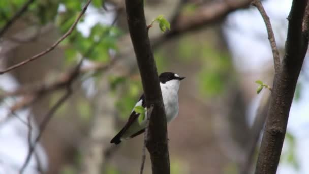 Kragenschnäpper an einem Nest — Stockvideo